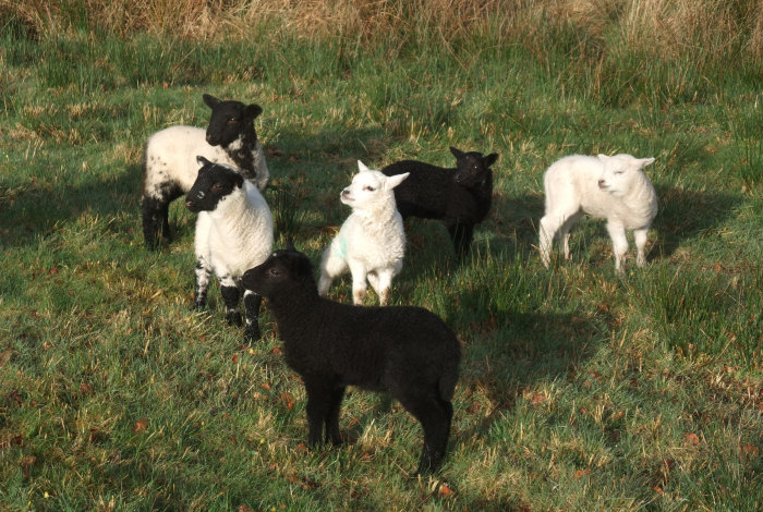 Lambs